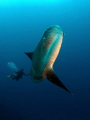 Mola mola with my divemaster. Big boy (the fish). Olympus E330, 8mm fisheye, 2 Ikelite DS125 strobes. Crystal Bay, Nusa Penida 